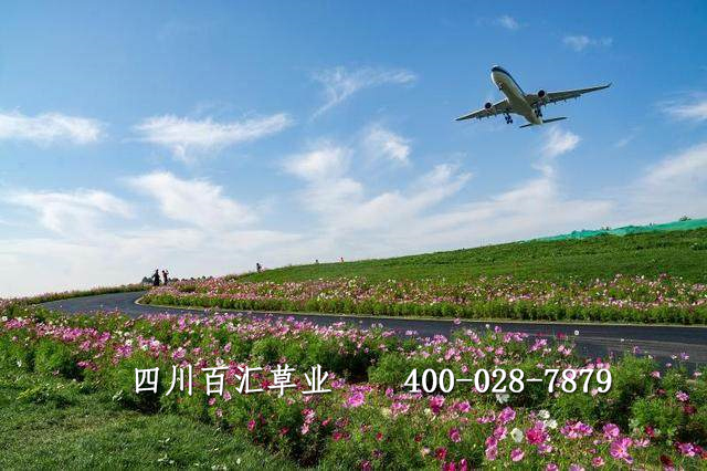 格?；ǚN子多少錢一斤