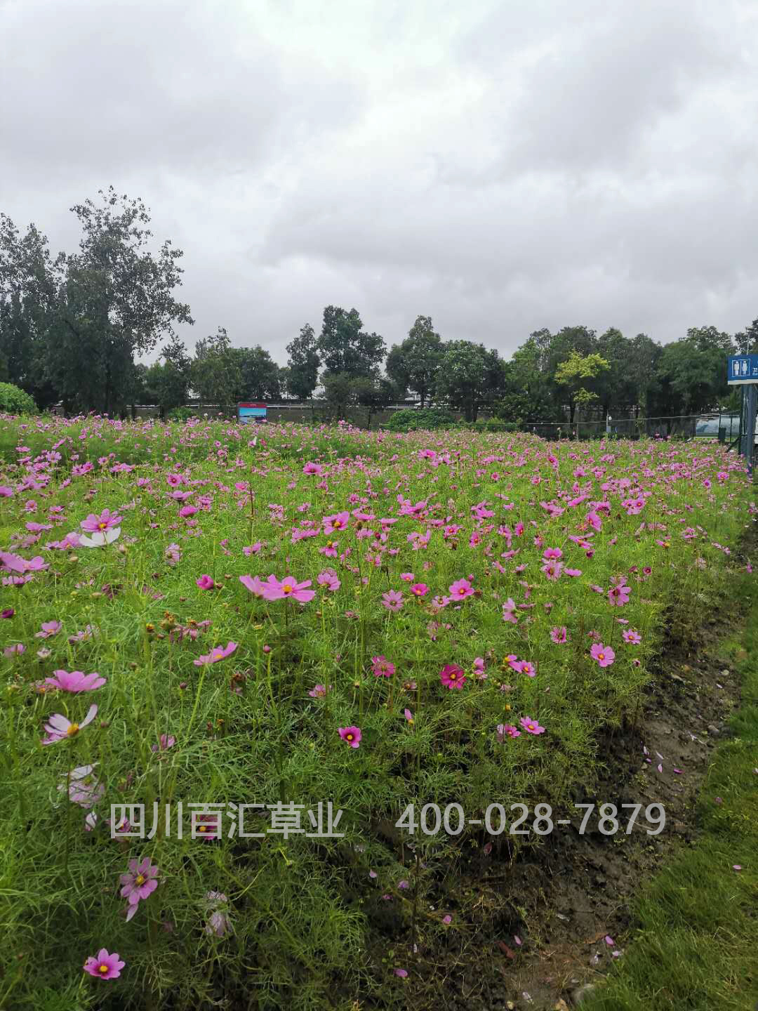 西藏格?；ǚN子